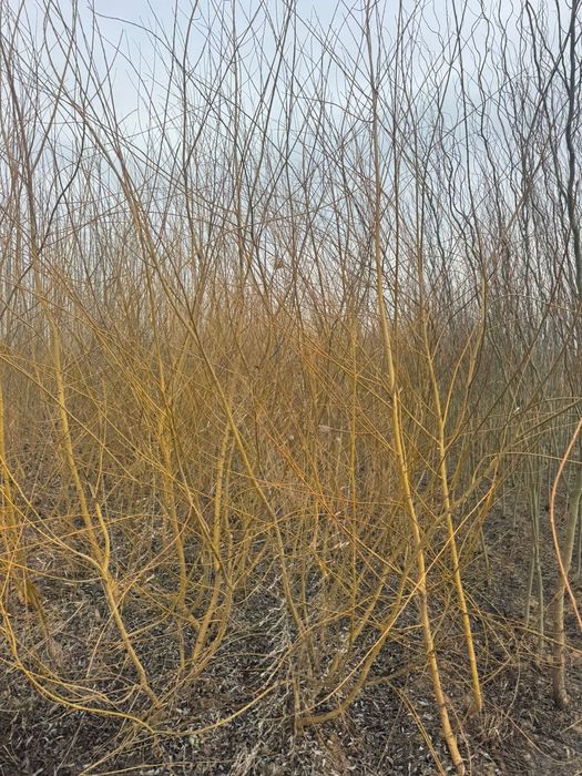 Лиственные породы деревьев