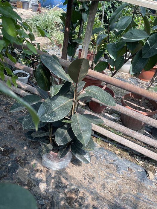 Гулдер ЦВЕТЫ оптом И В РОЗНИЦУ