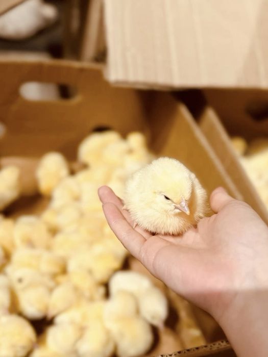 Бройлеры суточные