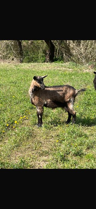 Vand capre Metis-Alpina Franceza