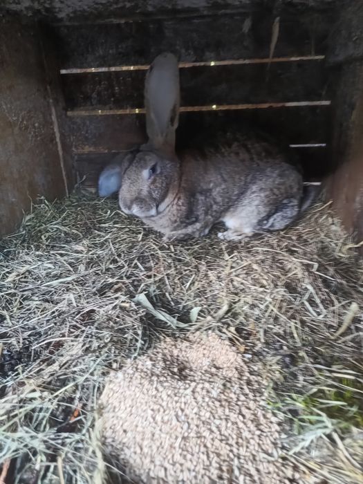 Vând /schimb iepuri 40 lei