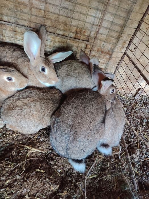 Quyonlar sotiladi kelishtirib beriladi kotta kichkinaligiga qarab