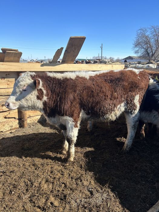 Проодам бычков откорм