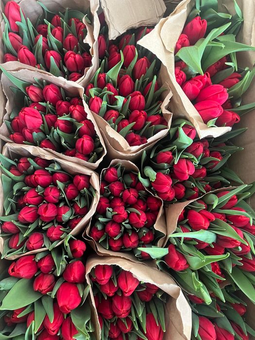 Тюльпаны цветы, по выгодной цене