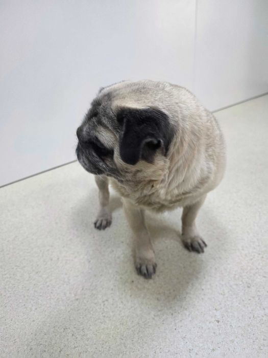 В Горном гиганте нашлась собака