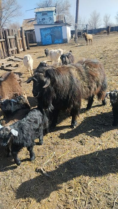 Продам Козла. Производитель.