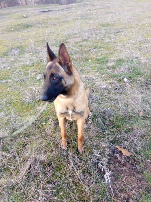 Белгийска овчарка