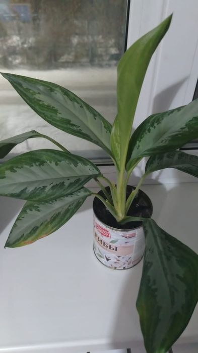 Цветы комнатные от 500тенге