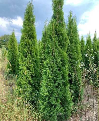 Plante Ornamentale