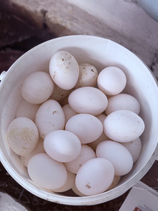 Продадим Курей несушек