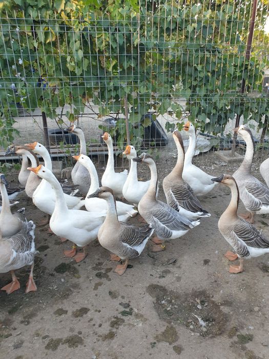 Vând gâște Africane și Chinezești