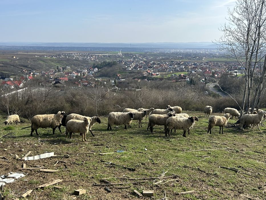 Oi de vânzare Metis