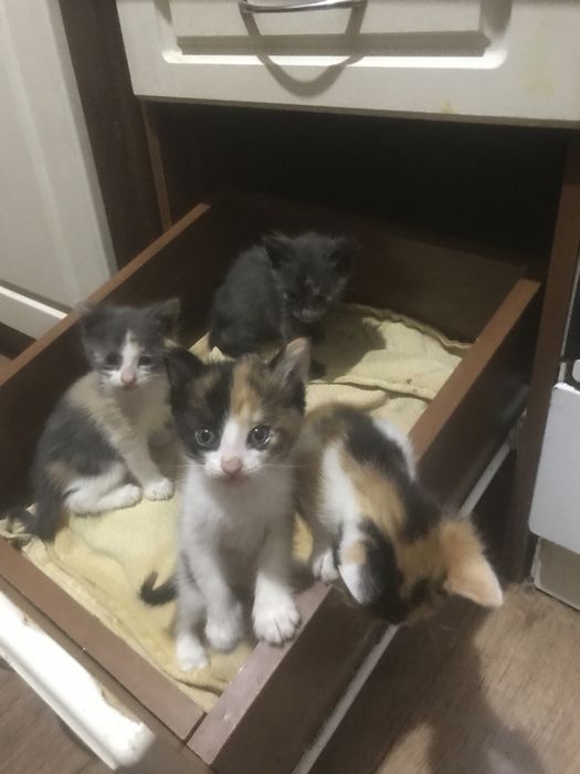 Очень красивые котята