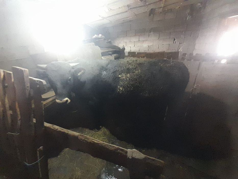 Бука сатамын 1 жасар семинар жемде тур