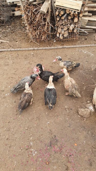 Индоктка 5000 тг