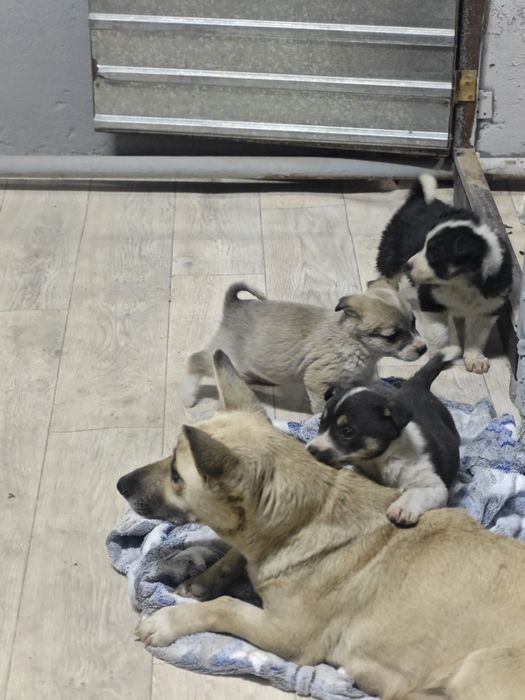 Милые девчонки ищют дом