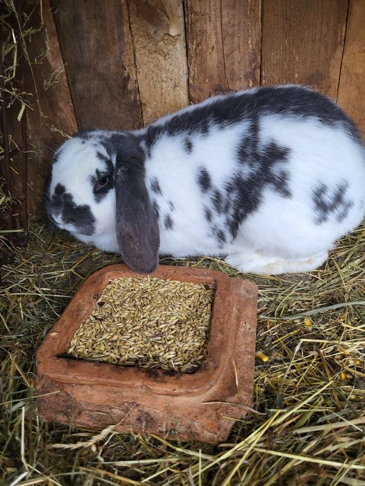 Iepuri berbec german