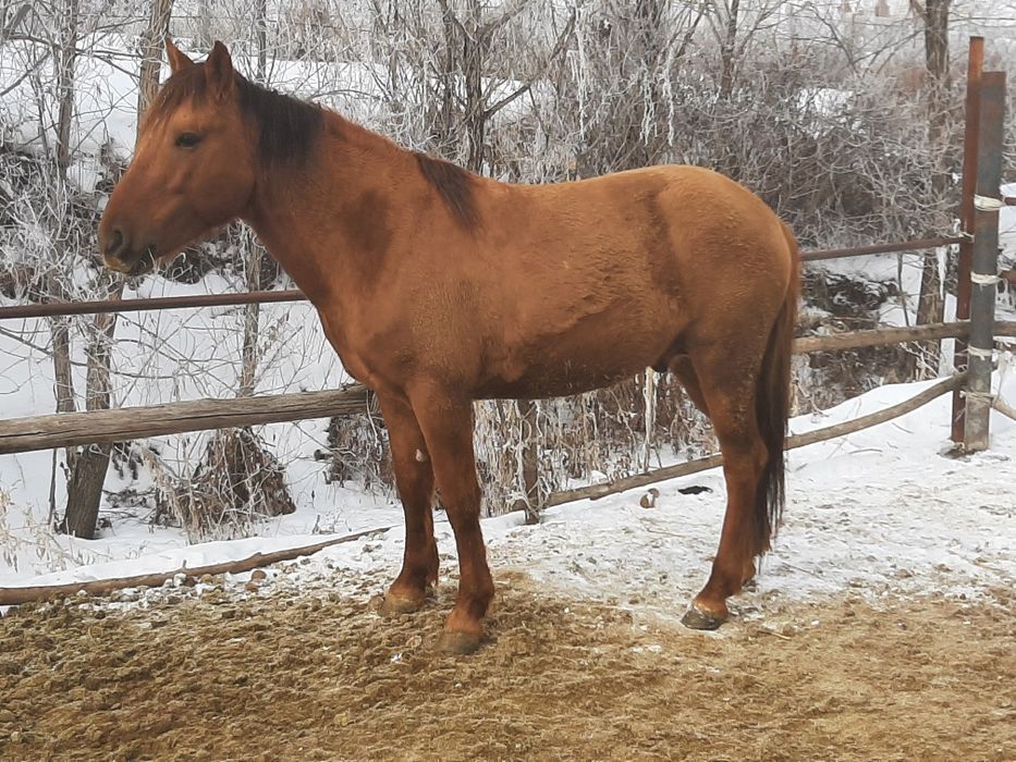 Айғыр, жеребец, лошадь