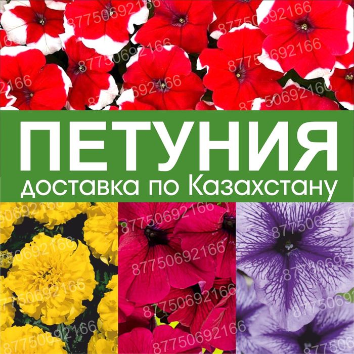 Петуния Тагетис бархатцы