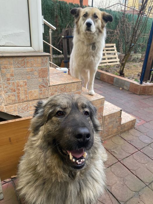 Мецанка търси дом