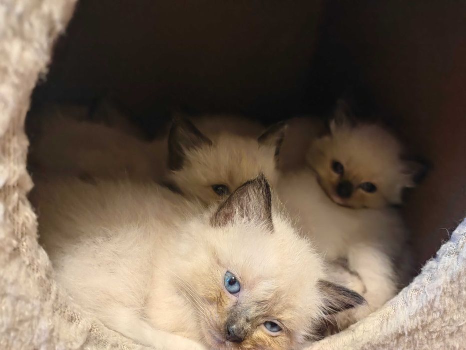 Чистокръвни Ragdoll котенца