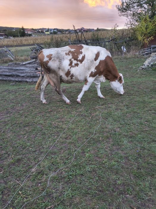 Vaca gestanta bălțată românească