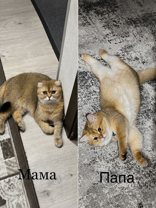 Продаётся котенок девочка Золотая Шиншилла!!!