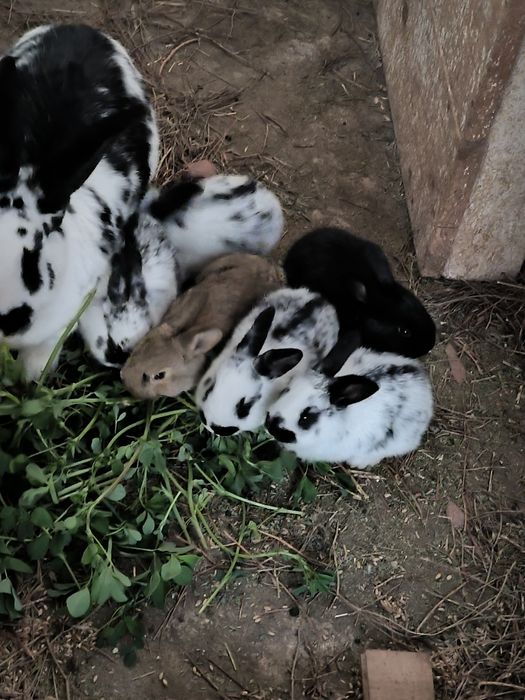 Iepuras mic negru 1 luna