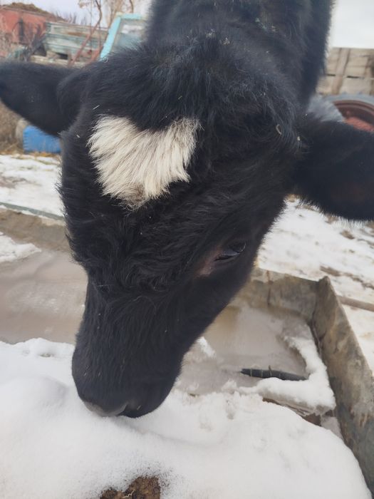 Бычёк 6 месяцев.