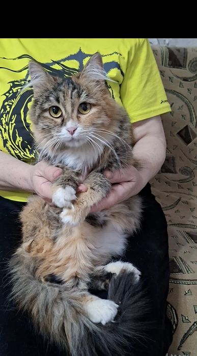 Молоденькая кошечка Марфуша в добрые руки!