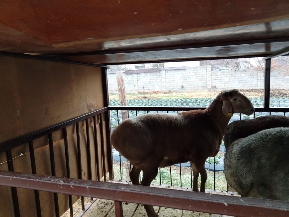 Шаруа қожалықтары.