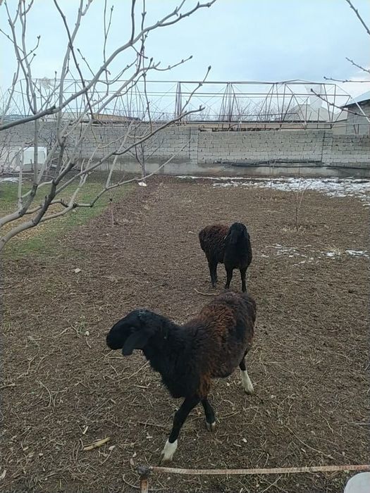 Продаётся бараны