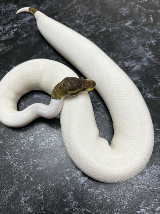 Королевский питон