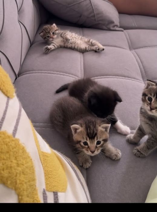 Котяты, мысык 4