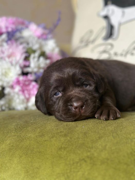 Щенки лабрадора, питомник, документы