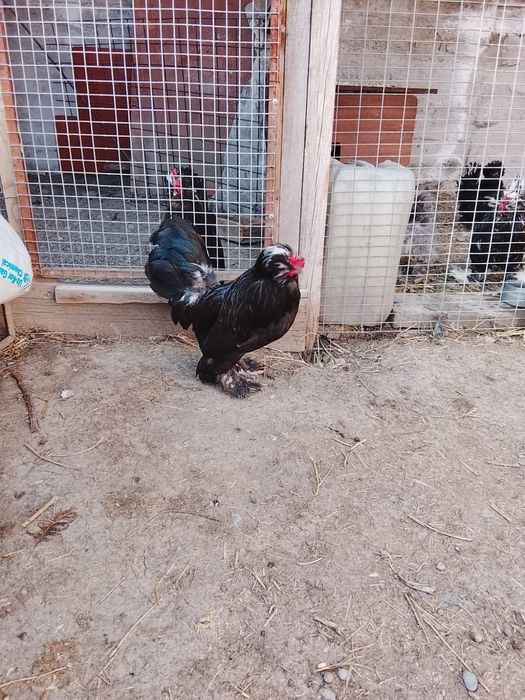 Продаю питушков султанок