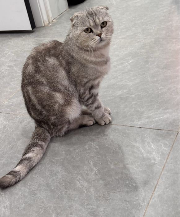чистокровный вислоухий кот