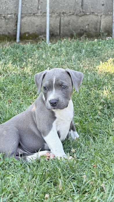 American bully xl