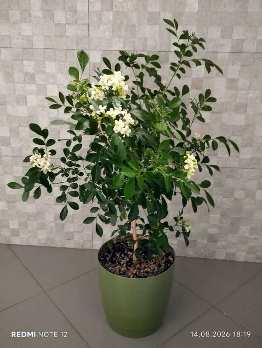 Мурайя метельчатая