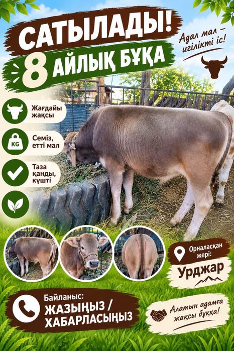 Продам  быка 8 месячного