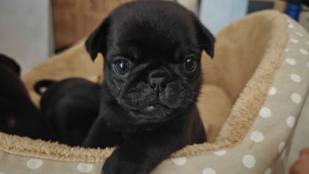 Сладки Бебета Мопсчета