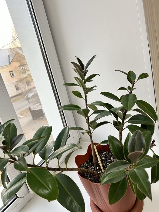 Фикус Мелани цветок