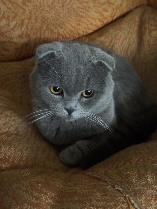 Shotland vislouh mushuklar (juftlik, sog‘lom va uyda boqilgan)