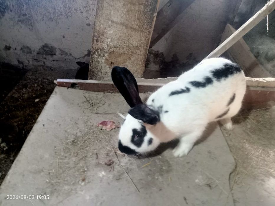 Продам кролей и крольчат