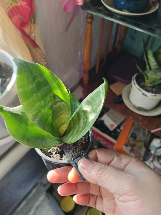 Продам Комнатные цветы