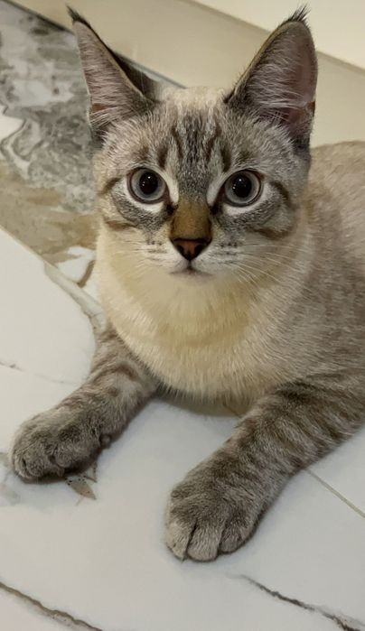 Отдам котёнка в добрые руки