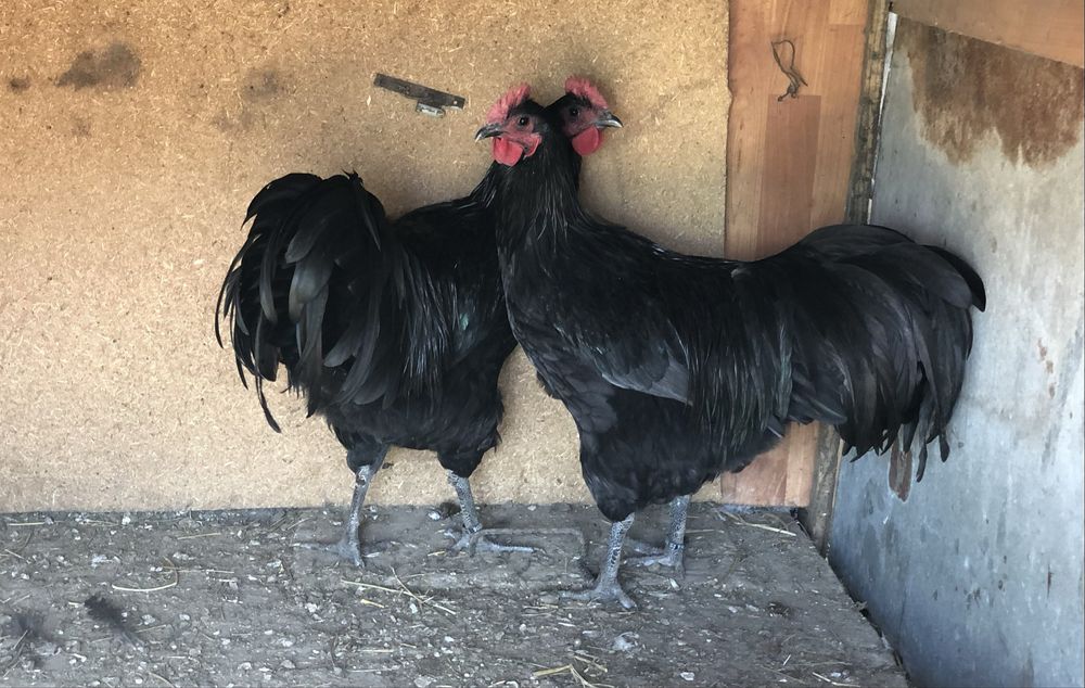 Oua gaini australorp negru si albastru