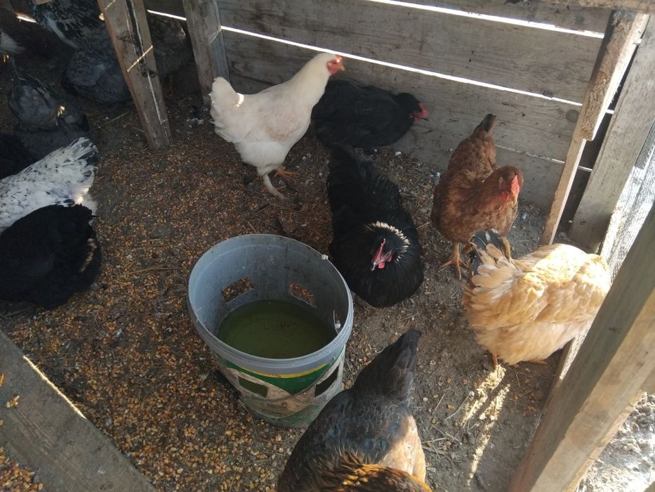 Gaini de tara de vanzare