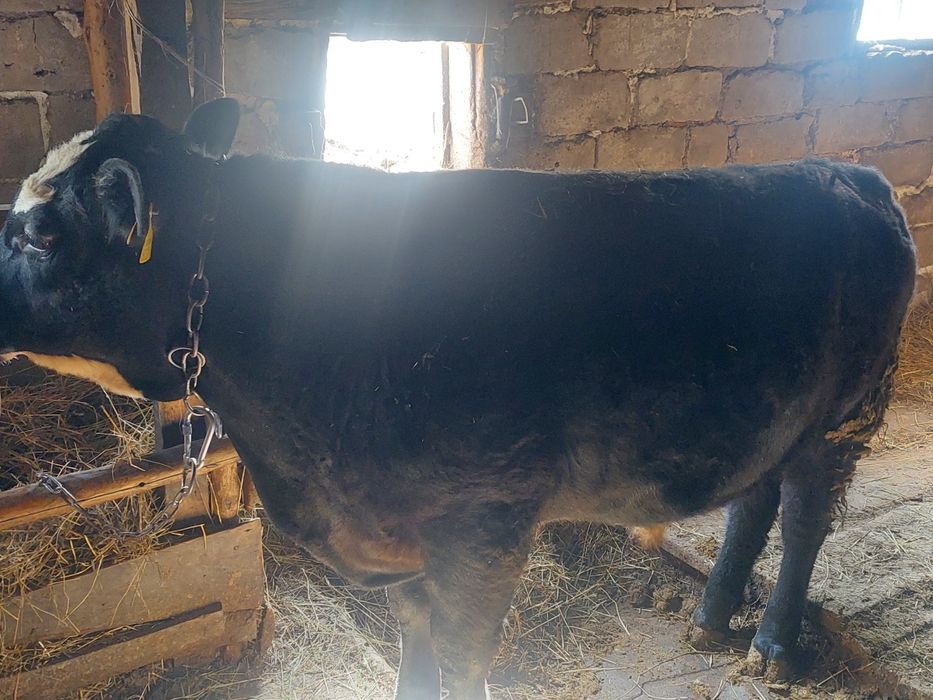 Продам бычков находятся в селе макинка