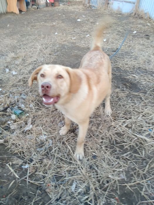 Лабрадор 7 айлық